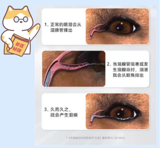 狗狗泪痕怎么解决?