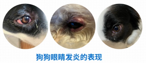 狗狗眼睛红流眼泪怎么办？