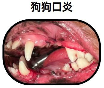 狗狗口炎怎么治疗简单又有效?