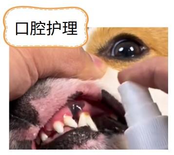 狗狗口炎怎么治疗简单又有效?
