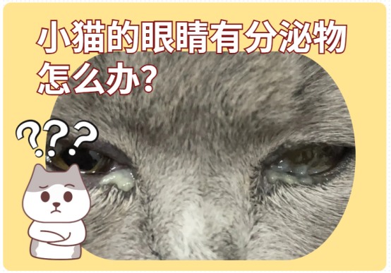小猫的眼睛有分泌物怎么办?