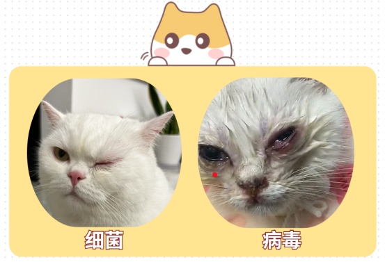 小奶猫眼睛被眼屎糊住了怎么办?