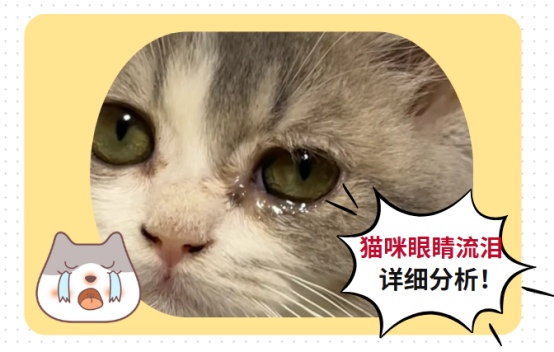 猫咪眼睛流泪怎么治疗最有效?