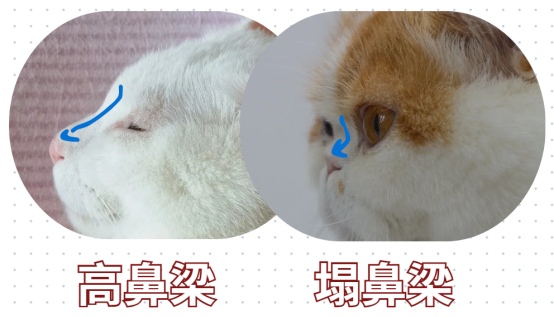 猫咪眼睛流泪怎么治疗?