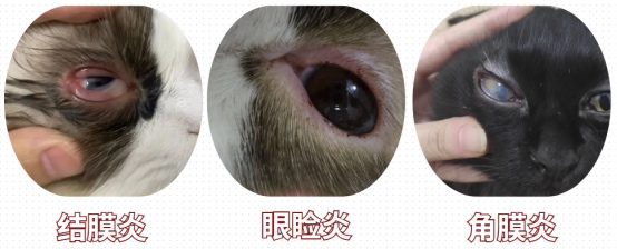 猫咪流眼泪怎么治疗最有效?