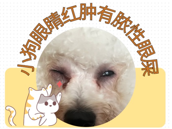 小狗眼睛红肿有脓性眼屎睁不开怎么办?