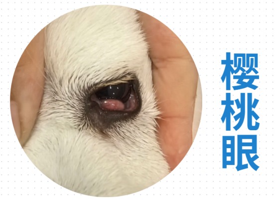 小狗眼睛红肿有脓性眼屎睁不开用什么药?