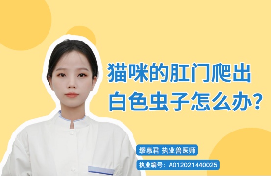 猫咪的肛门爬出白色虫子怎么办?