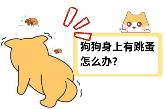 狗狗身上有跳蚤怎么办?