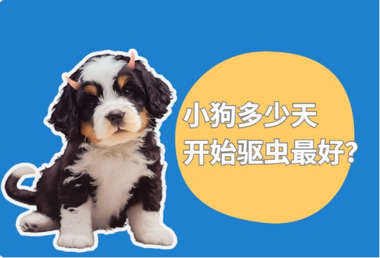 小狗多少天开始驱虫最好?