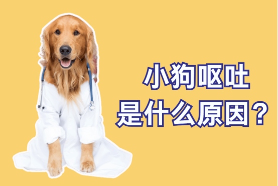 小狗呕吐是什么原因?