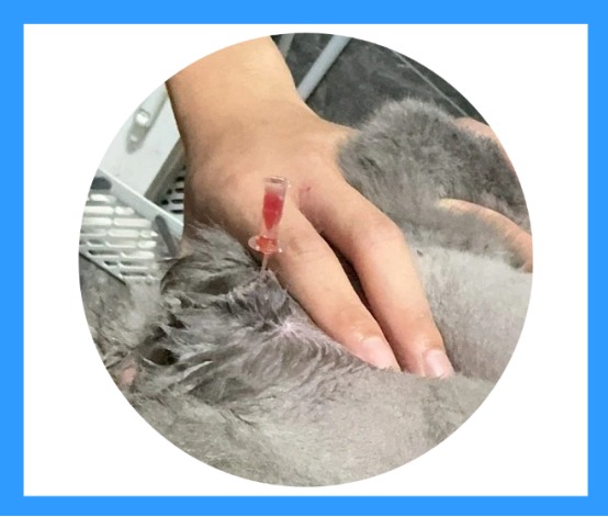 猫咪尿闭怎么治疗?