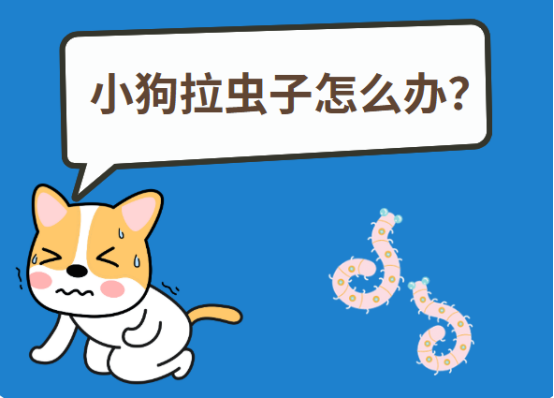 狗狗拉屎有虫子怎么办?
