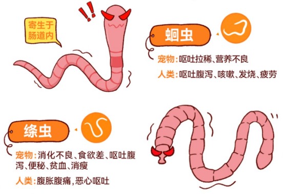 狗狗拉屎有虫子怎么驱虫?