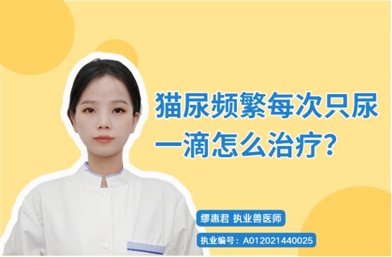 猫尿频每次只尿一滴怎么治疗?