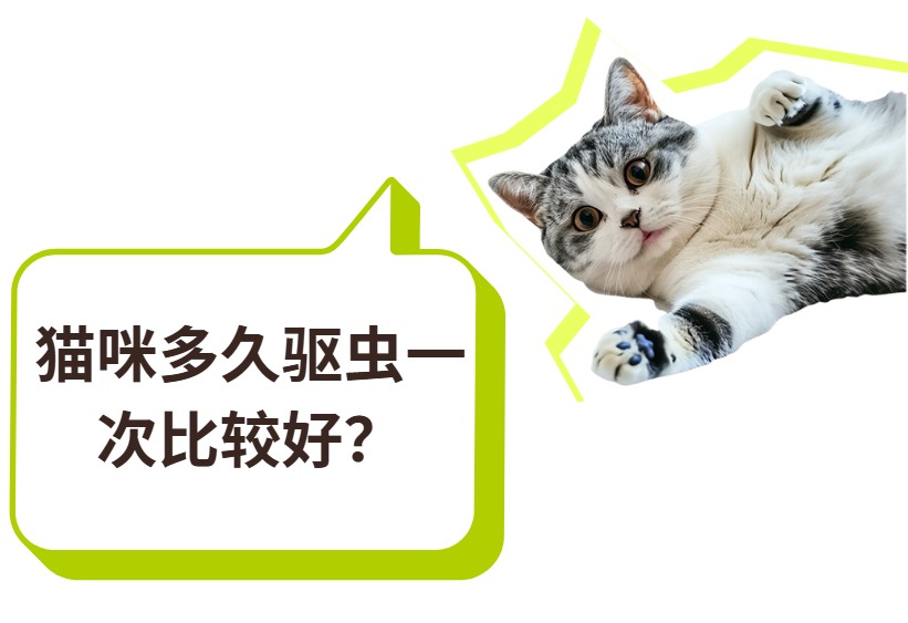 猫咪多久驱虫一次比较好?