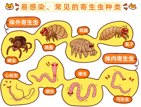 怎么给宠物驱虫?