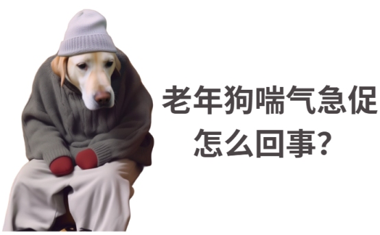 老年狗狗喘气急促怎么回事?