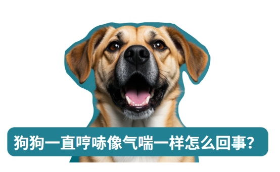 狗狗一直哼哧像气喘一样怎么回事?