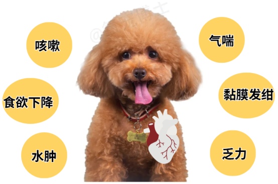 老年狗狗喘气急促怎么办?