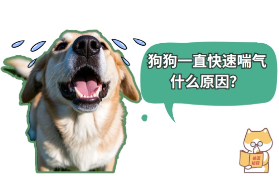 狗狗一直快速喘气什么原因?