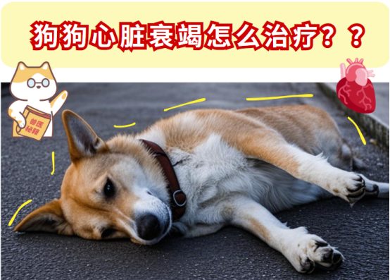 狗狗心脏衰竭怎么治疗?