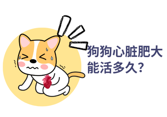 狗狗心脏肥大能活多久?