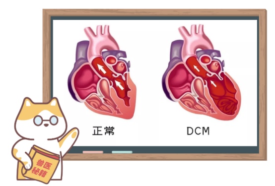 狗狗心脏肥大怎么治?