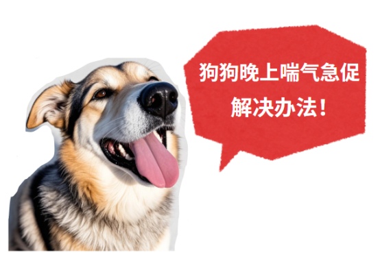 狗狗晚上喘气急促的解决方法