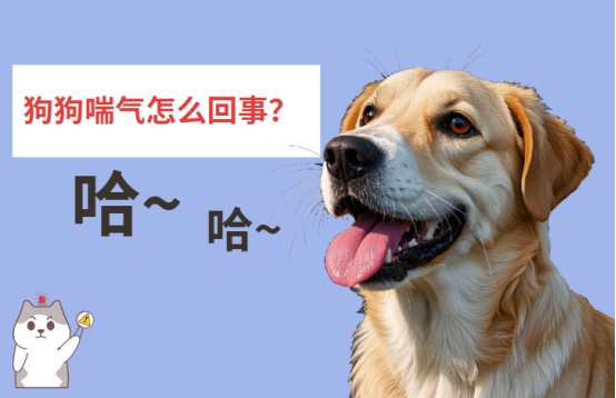 狗狗哈哈的喘气怎么回事?