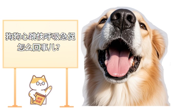 狗狗心跳快呼吸急促怎么回事儿？