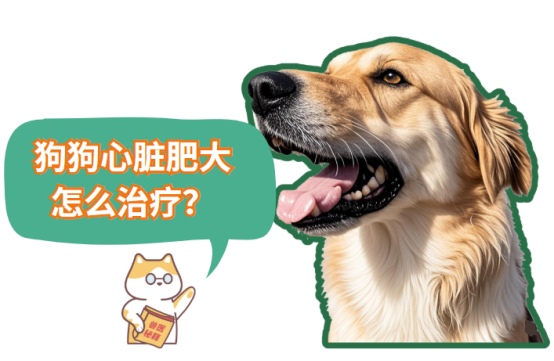 狗狗心脏肥大怎么治疗?