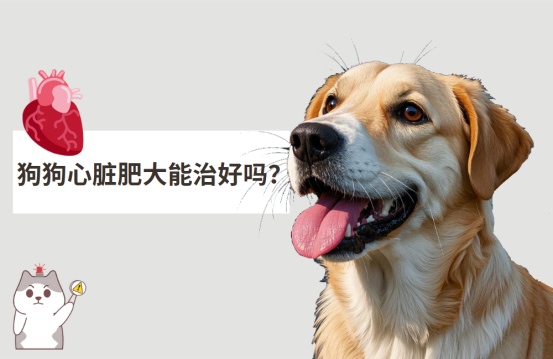 狗狗心脏肥大能治好吗?
