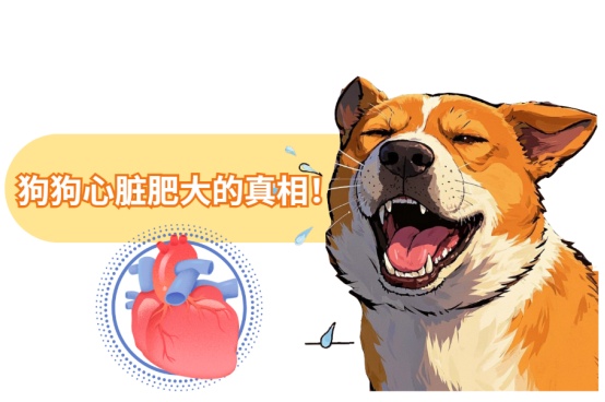 狗狗心脏肥大怎么造成的?