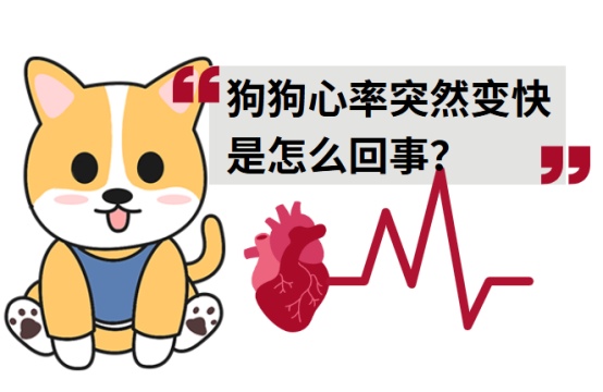 狗狗心率突然变快怎么回事?