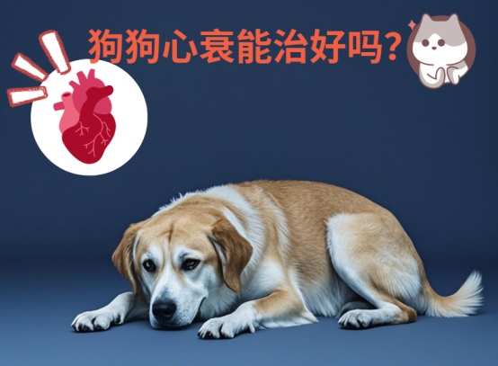 狗狗心衰能治好吗?