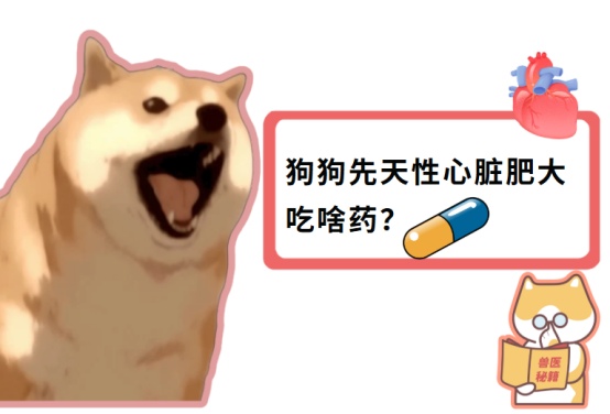 狗狗先天性心脏肥大吃啥药管用呢?