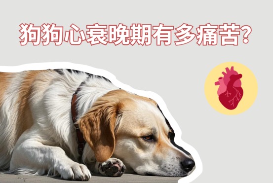 狗狗心衰晚期有多痛苦？