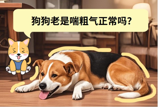 狗狗老是喘粗气正常吗？