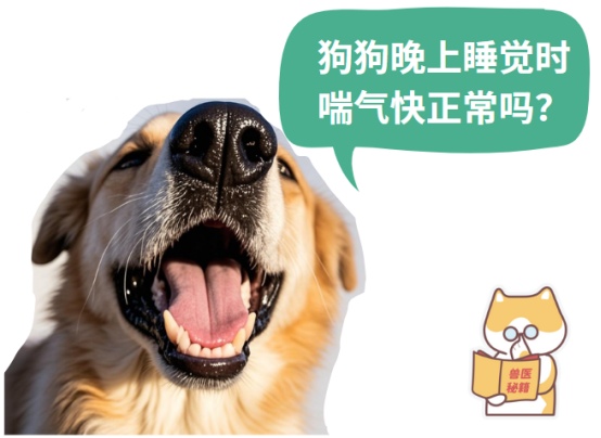 狗狗气短呼吸急促舌苔发白怎么办?