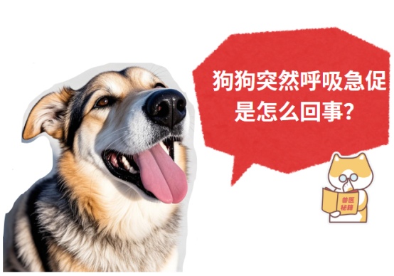 狗狗突然呼吸急促是怎么回事?