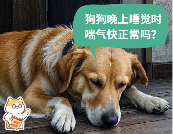 狗狗晚上睡觉时喘气快怎么回事?