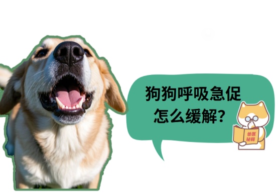 狗狗呼吸急促怎么缓解?