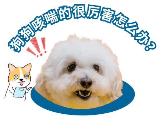 狗狗咳喘的很厉害怎么办?