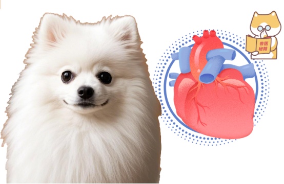 博美犬心脏不好怎么办?