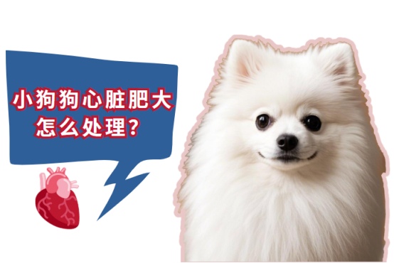 小狗狗心脏肥大怎么处理?