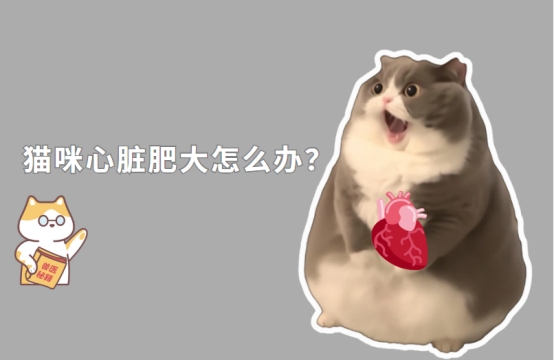 猫咪心脏肥大怎么办?