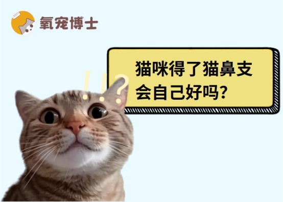 猫咪得了猫鼻支会自己好吗?