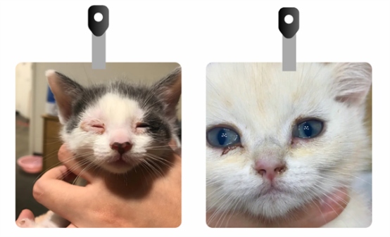 猫鼻支怎么治疗