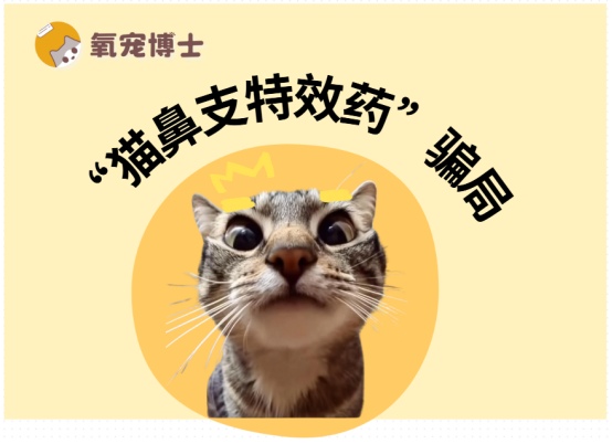 猫鼻支特效药